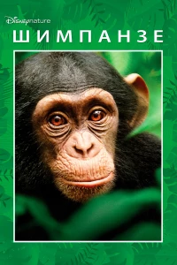 Постер фильма: Шимпанзе