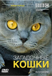 Постер фильма: BBC: Загадочные кошки