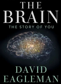 Постер фильма: The Brain with David Eagleman