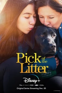 Постер фильма: Pick of the Litter