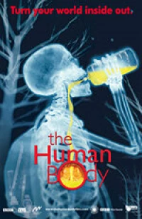 Постер фильма: Человеческое тело