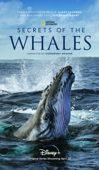 Постер фильма: Тайны китов