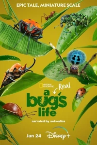 Постер фильма: Настоящая жизнь жука