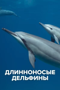 Постер фильма: Длинноносые дельфины